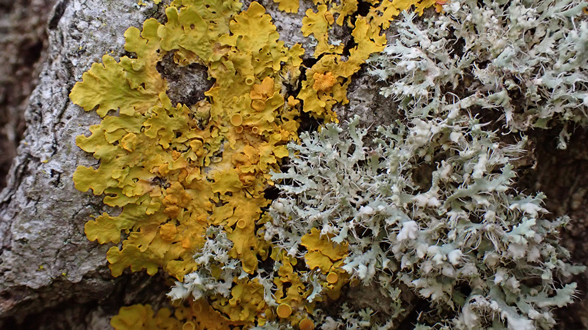 Groot dooiermos en kapjesvingermos