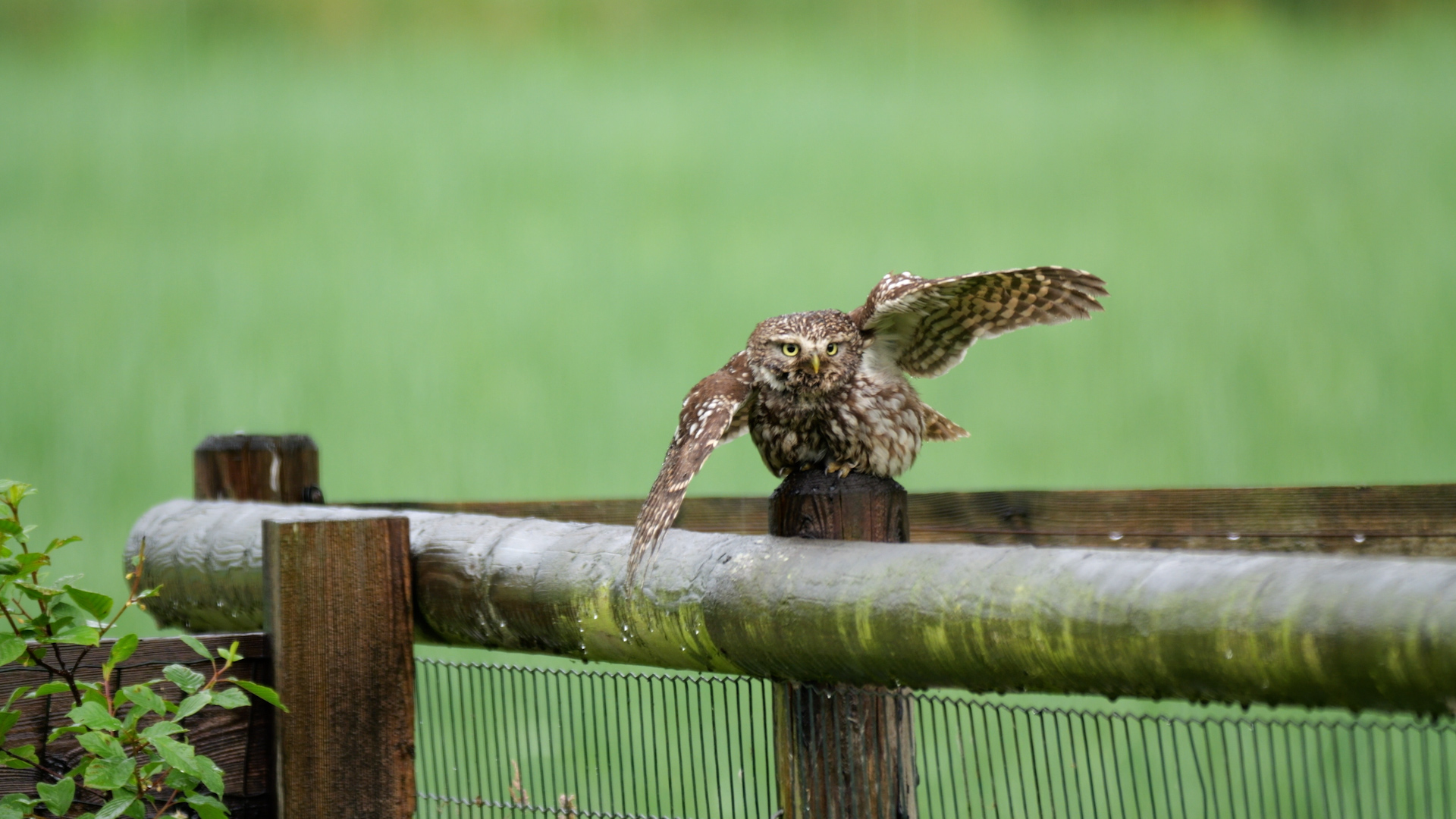 20250608-Steenuil in de regen-MBunskoek.00_01_14_14.Still002