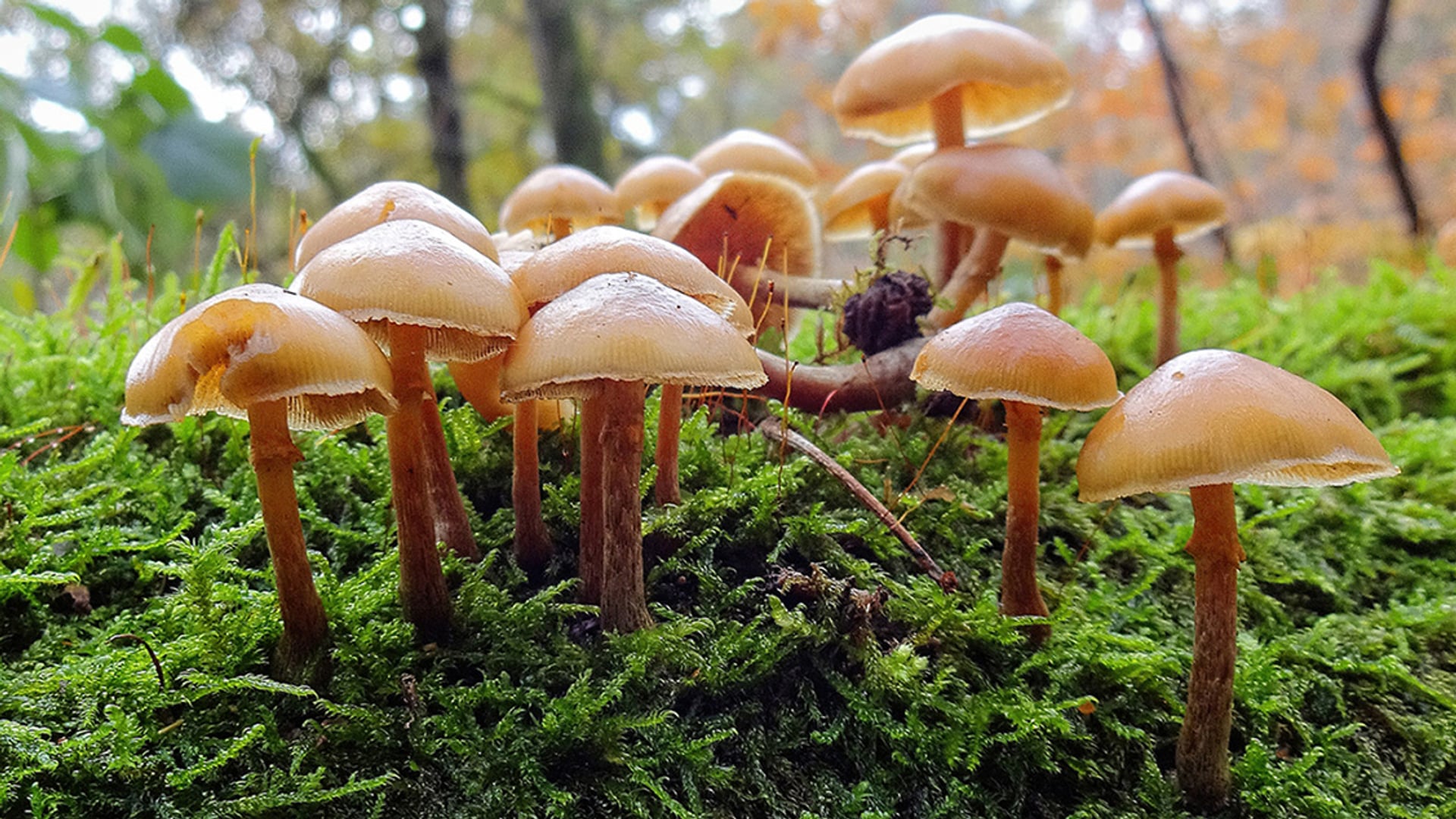 Giftige paddenstoelen mogelijke oorzaak dode honden Schiedam