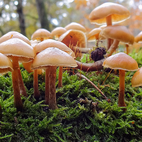 Afbeelding van Giftige paddenstoelen mogelijke oorzaak dode honden Schiedam