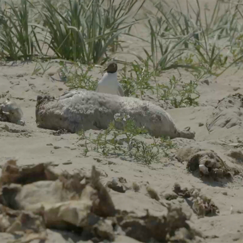 Afbeelding van Dode stranddieren blijken bron van leven