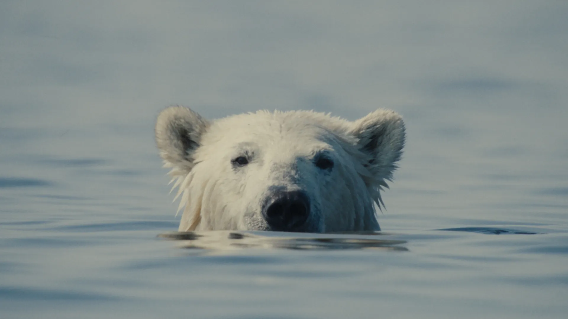 NuisanceBear_Still