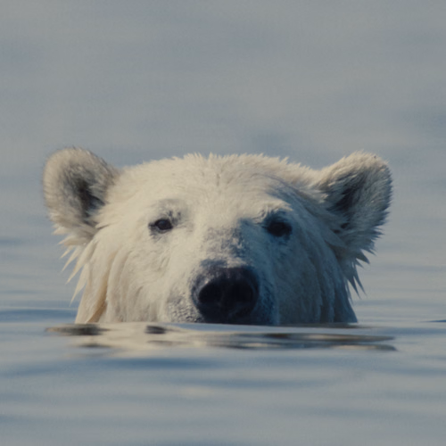 Afbeelding van Volop natuurdocumentaires tijdens filmfestival IDFA