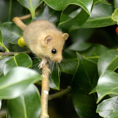 Afbeelding van De hazelmuis in Cottessen: leven tussen heggen en hellingbossen