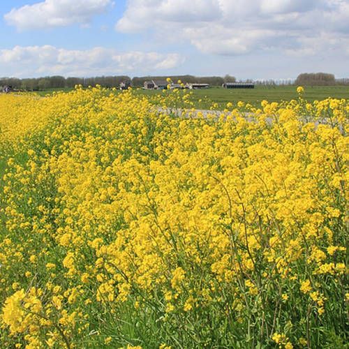 Gele bloemen in de bermen