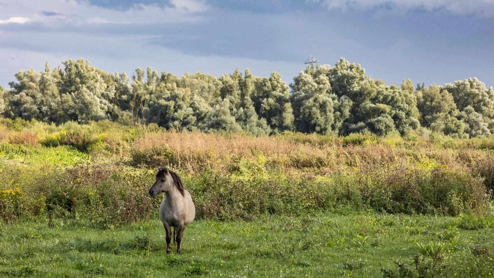 Oostvaardersplassen zijn recalcitrant | Frisse blik #4