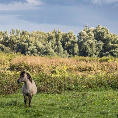 Oostvaardersplassen zijn recalcitrant | Frisse blik #4