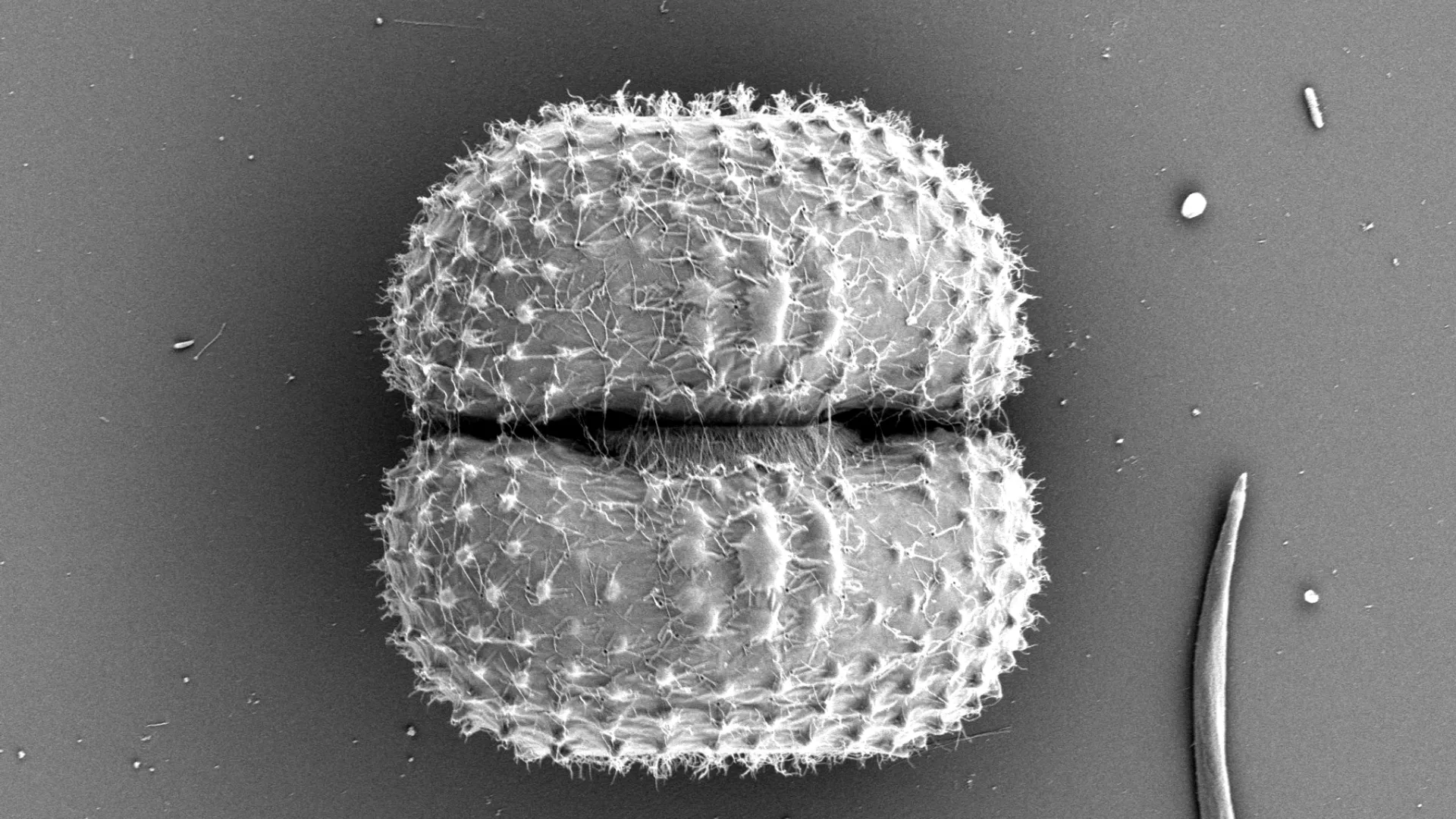 Cosmarium lacuscygnei SEM M. schreijer