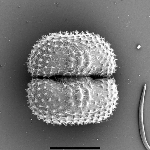 Fossielen onder Rotterdam, padden, nieuwe sieralg en andere onderwerpen