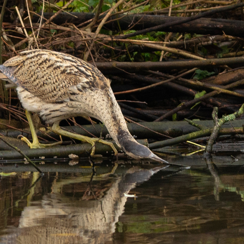 Afbeelding van WOW, een roerdomp in het Amsterdamse Vondelpark!