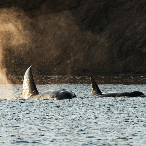 Nieuwe studie laat samenwerking zien tussen orka’s en dolfijnen
