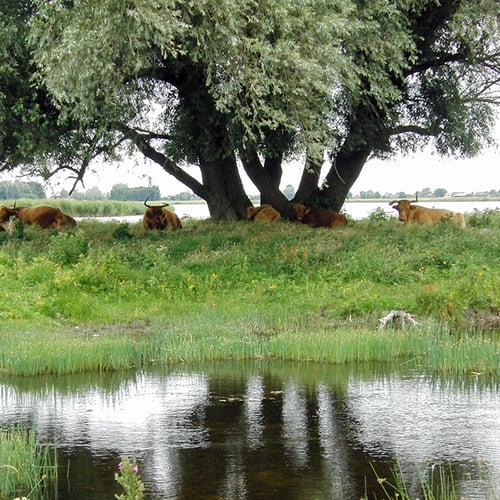 Afbeelding van Muziekfestival in natuurgebied Twiske verstoort vogels 'niet blijvend'