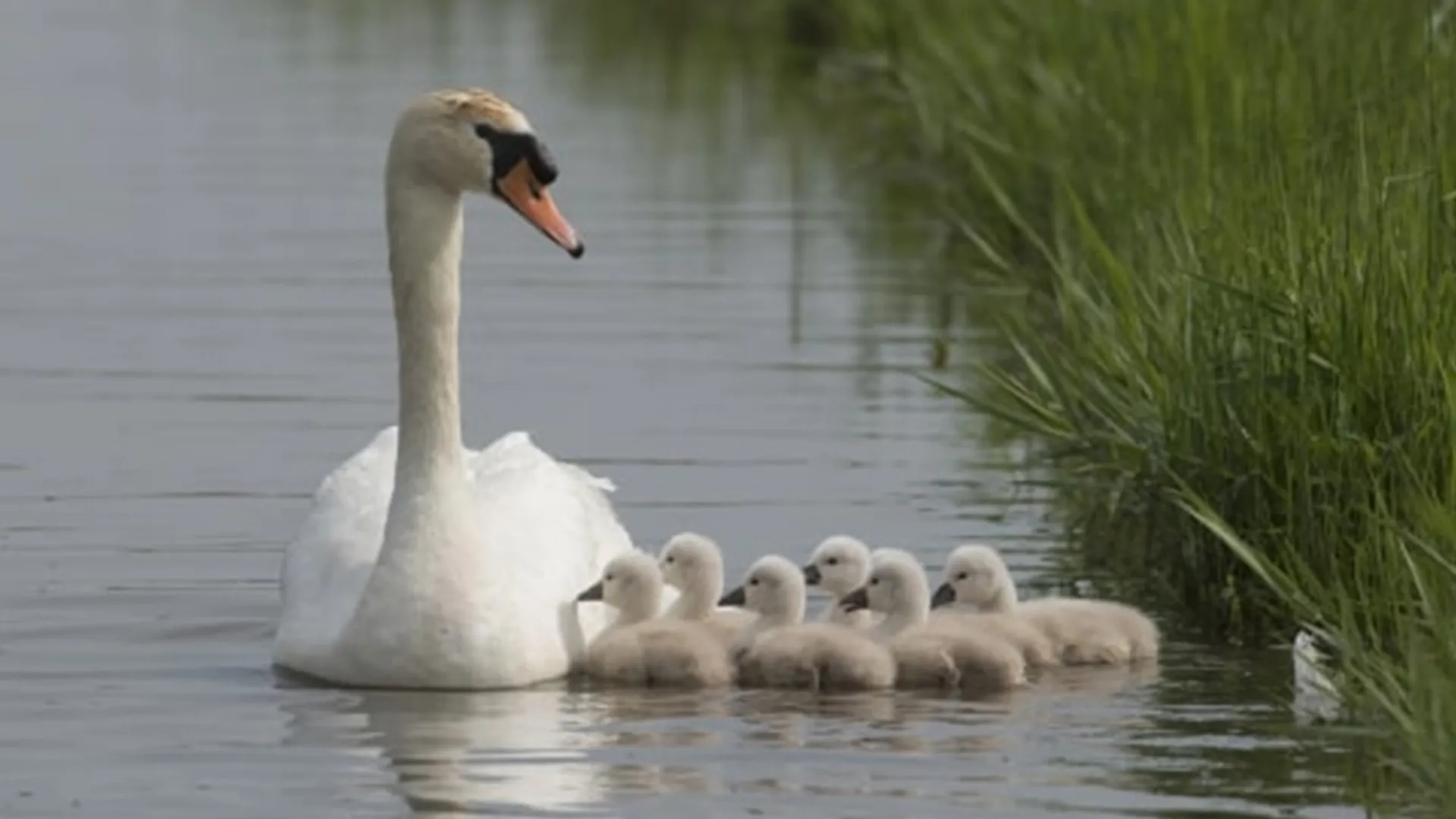 Knobbelzwaan met jongen