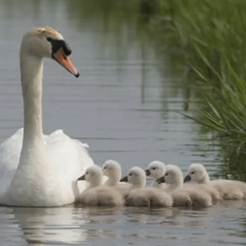 Afbeelding van Vogelbescherming roept op: hou afstand tot broedende vogels