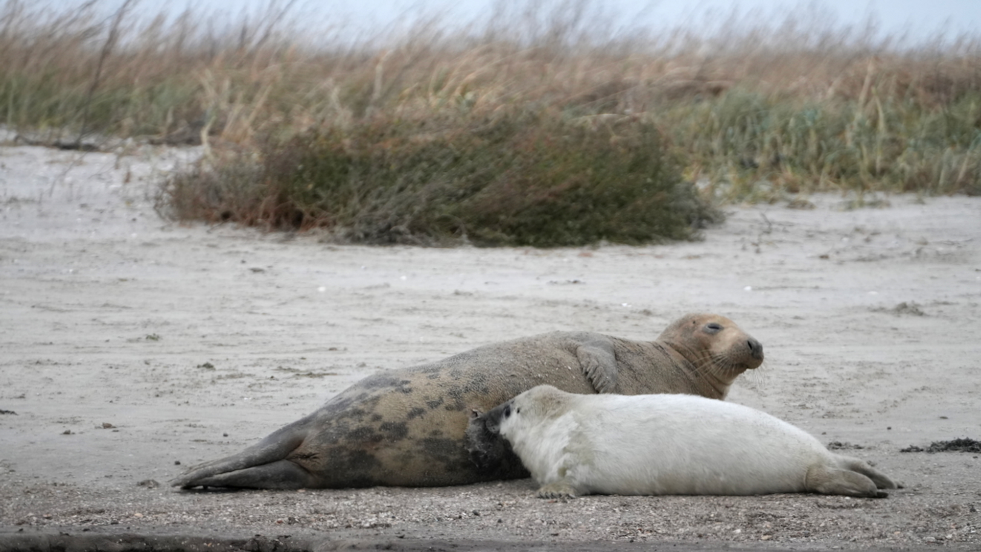 Grijze zeehonden op Griend III (c) Rob Buiter