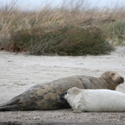 Afbeelding van Grijze zeehonden op Griend: kraamtijd en onderzoek