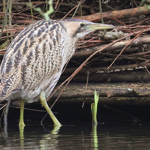 Afbeelding van WOW, een roerdomp in het Amsterdamse Vondelpark!