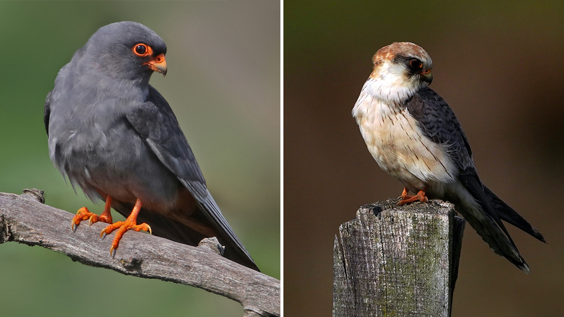 roodpootvalken-man-vrouw