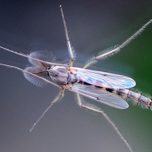 Afbeelding van Fenolijn 28 december 2025
