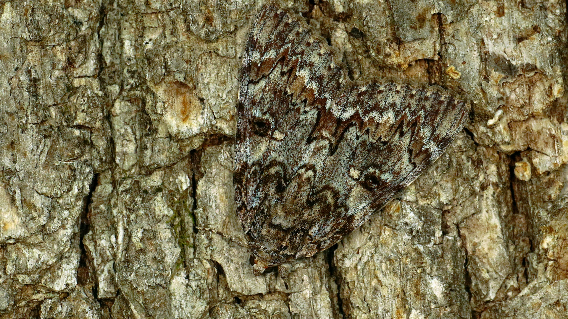 Camouflage mot