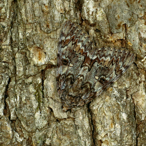 Camouflage of opvallen: welke kleurstrategie werkt het best?