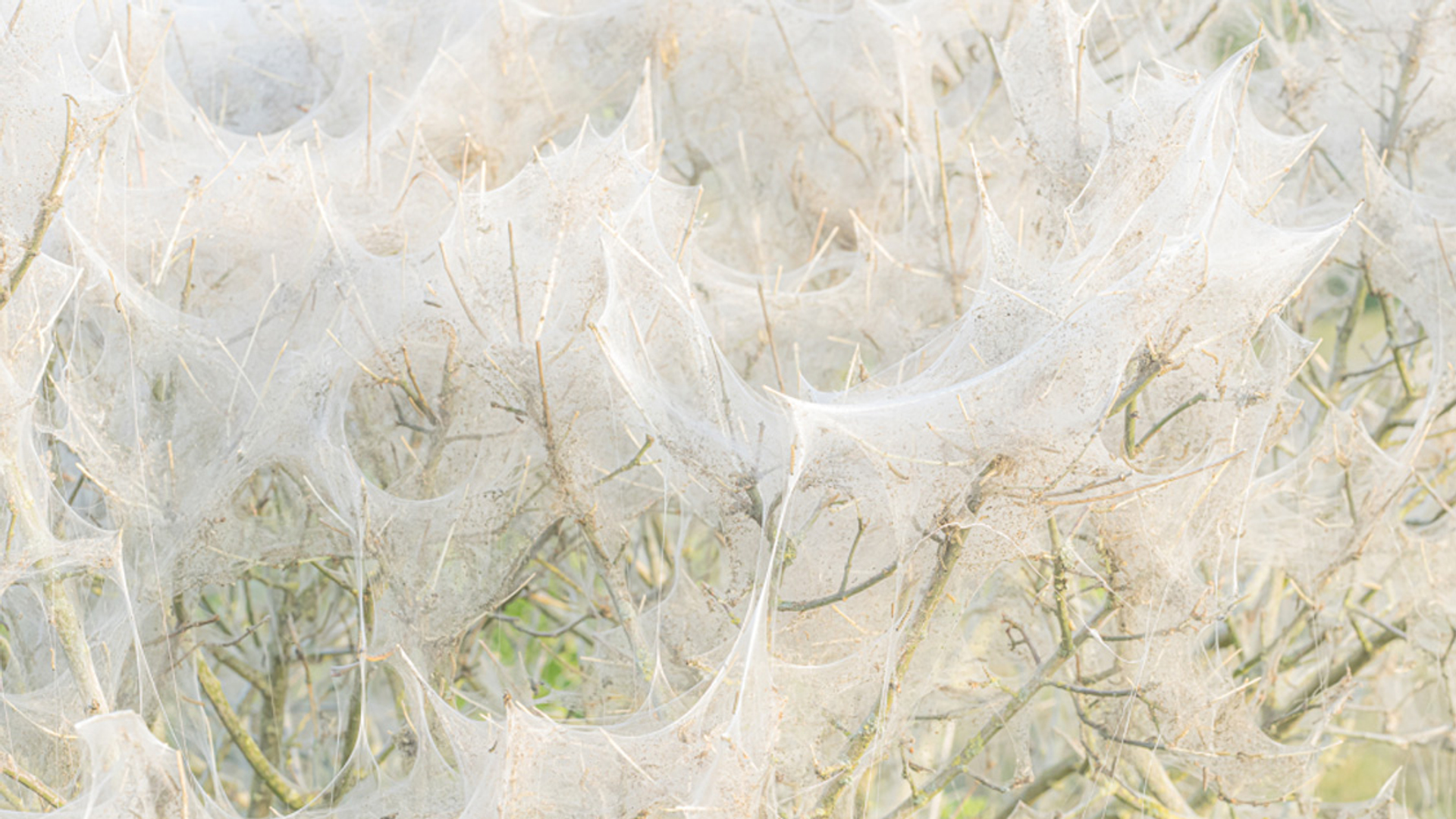 spinselmotten_664383b624155_medium