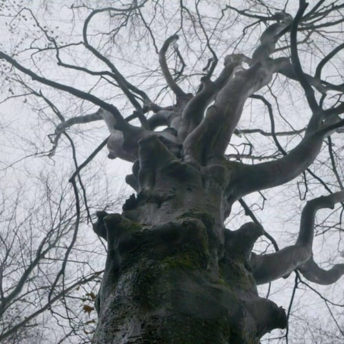 Afbeelding van Park Schothorst: het groene hart van Amersfoort