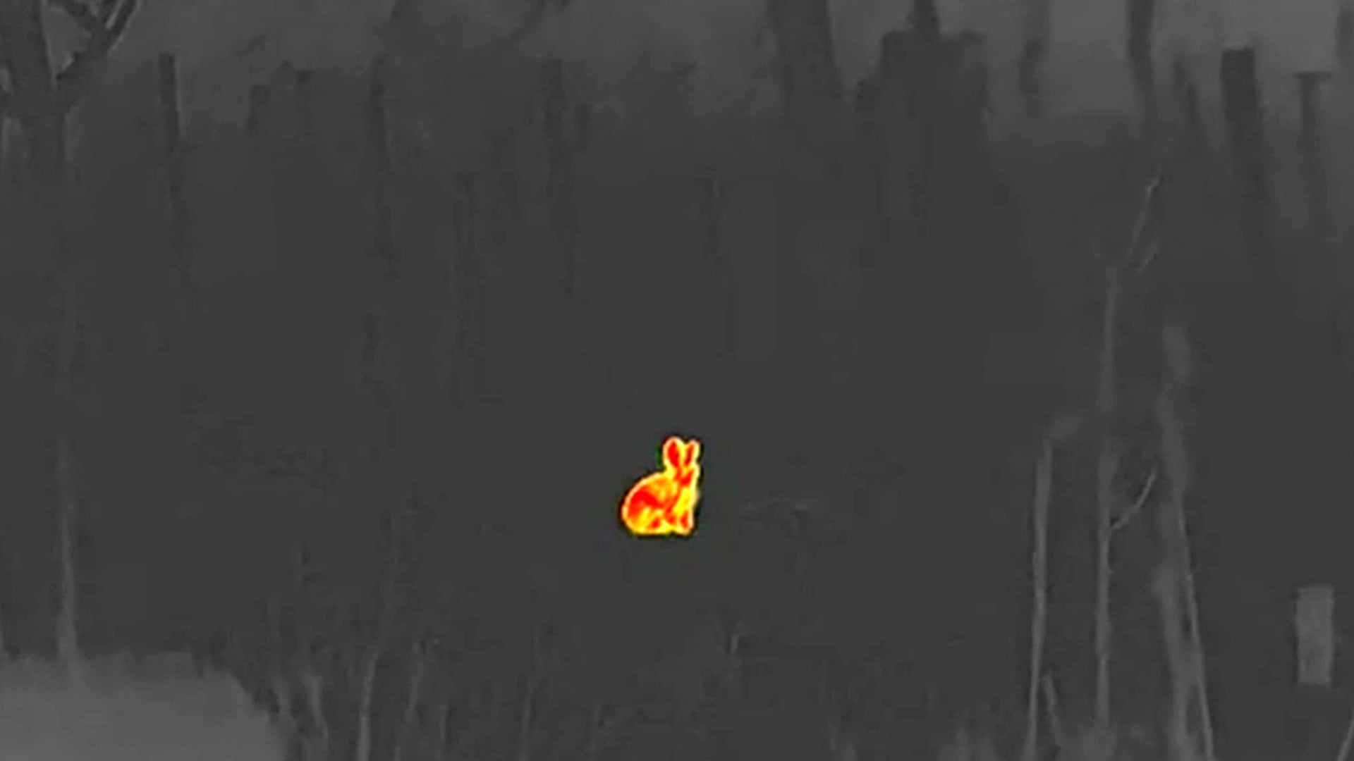 Hazen tellen met de nachtkijker in Park Schothorst