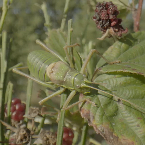 Zadelsprinkhaan bestijgt de warme stuwwal