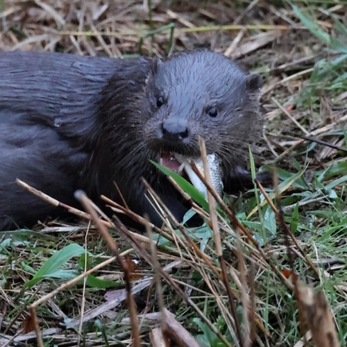 Afbeelding van Otter peuzelt visje op