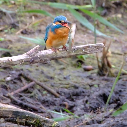IJsvogel worstelt met te grote vis en laat 'm vallen