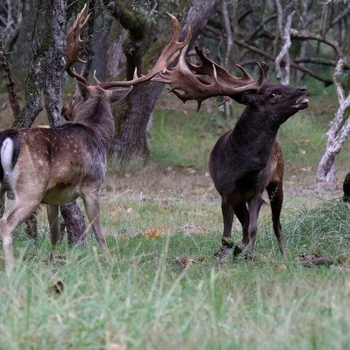 Het spektakel van de damhertenbronst is in volle gang