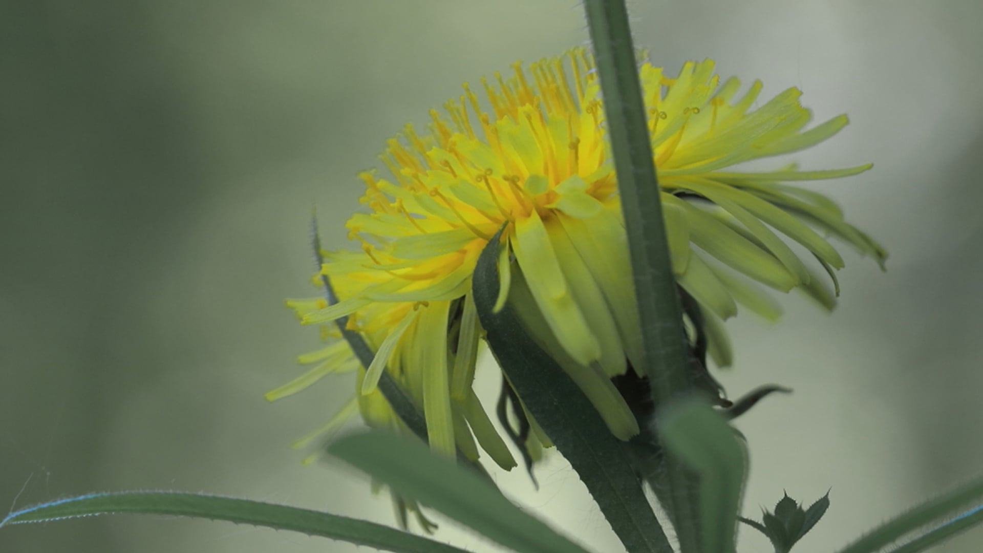 Paardenbloem 2