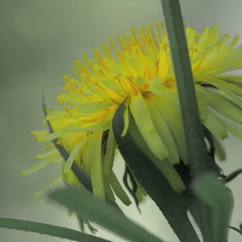 Afbeelding van Paardenbloemen zonder pollen: komt dat steeds vaker voor?