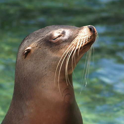 Zeeleeuwen gaan weg uit Amsterdamse dierentuin Artis