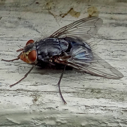 Afbeelding van Fenolijn 11 januari 2026
