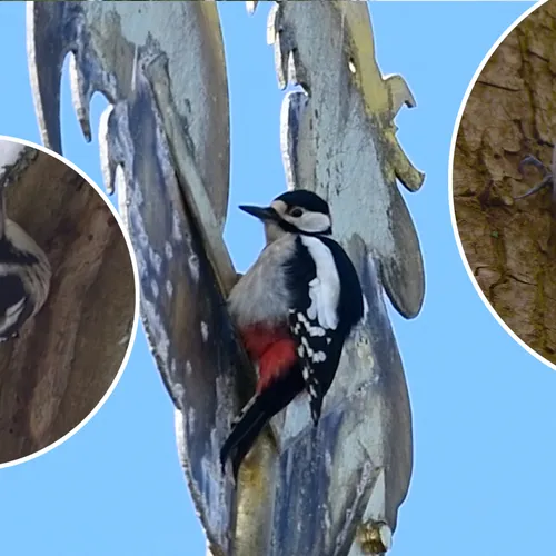 Afbeelding van Alle bonte spechten op een rij: kleine, middelste en grote