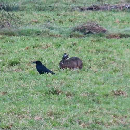 Afbeelding van Jong haasje bijna gepakt door zwarte kraai