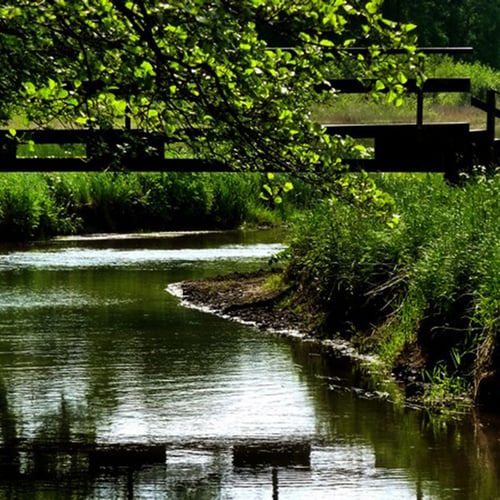 Afbeelding van Pieterpad: wandelroute door natuur nu rolstoelvriendelijk