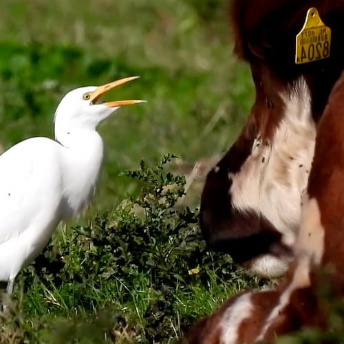 Afbeelding van Koereigers eten een lekker maaltje