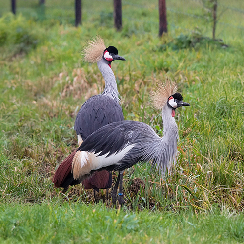 Afbeelding van Kraanvogel wijkt niet van zijde overleden soortgenoot op A2