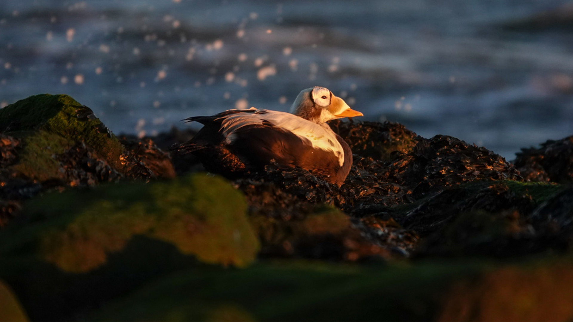 Op pad met Menno Bentveld: Breaking news