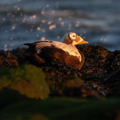 Op pad met Menno Bentveld: Breaking news