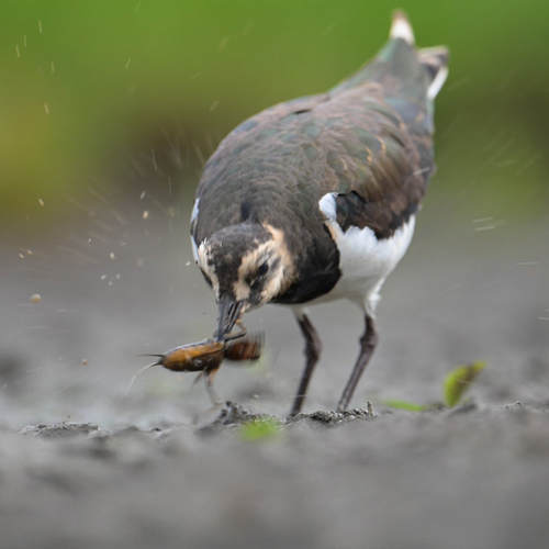 Jonge kievit heeft grote veenmol te pakken