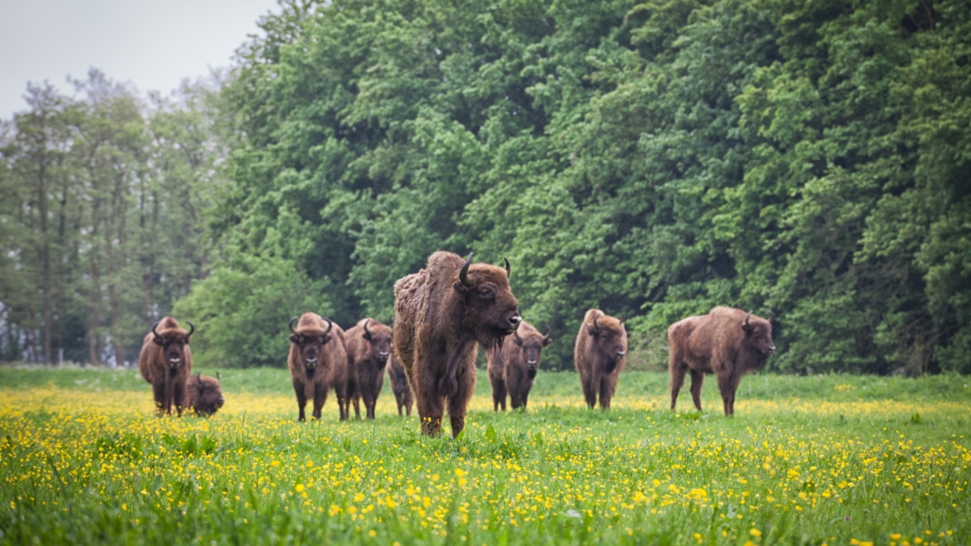 eenmalig gebruik wisent Natuurpark fotograaf- Jasper Pluim-22