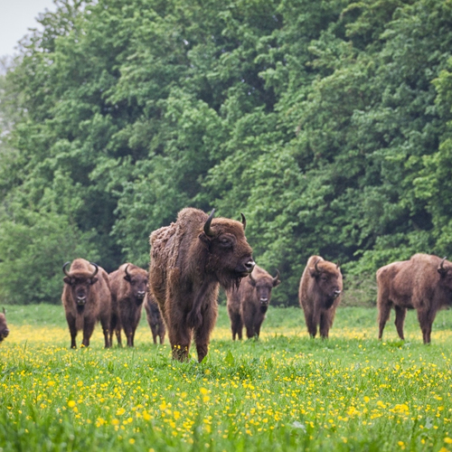 Uitzending Vroege Vogels vanuit jubilerend Natuurpark Lelystad