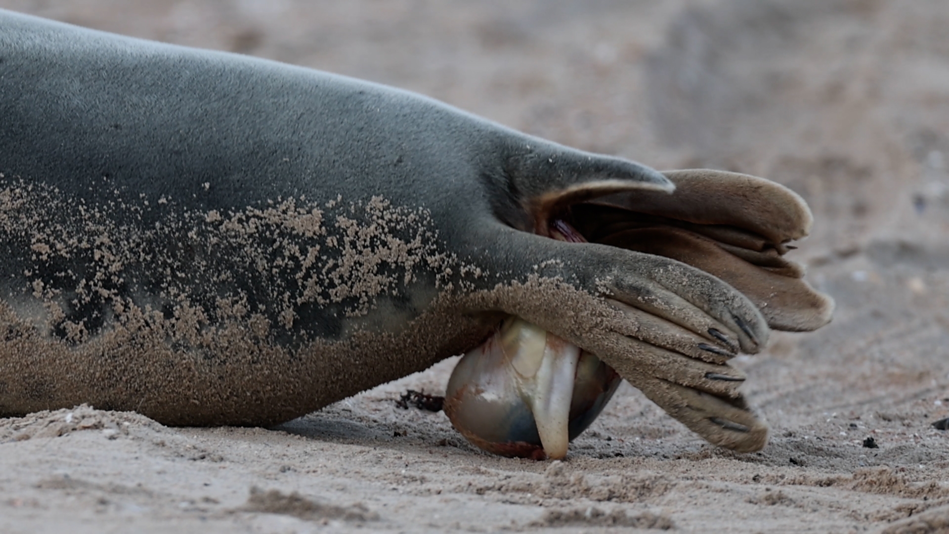 geboorte grijze zeehond