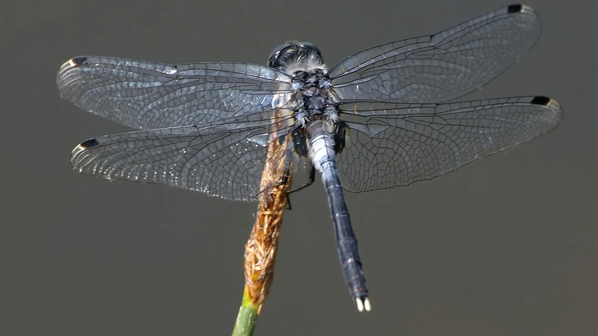 LeucorrhiniaAlbifrons -  Oostelijke witsnuitlibel