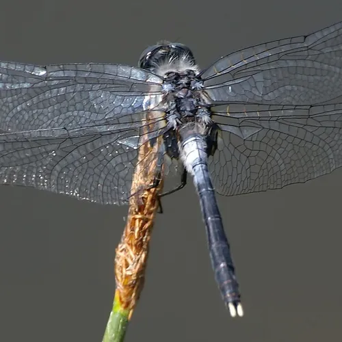 Oostelijke witsnuitlibel neemt sterk toe in Nederland