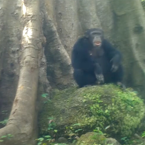 Chimpansees gebruiken stenen als communicatiemiddel + filmpjes